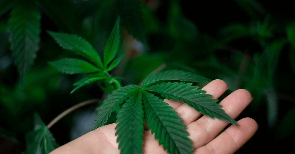 Cannabis Reform Ballot