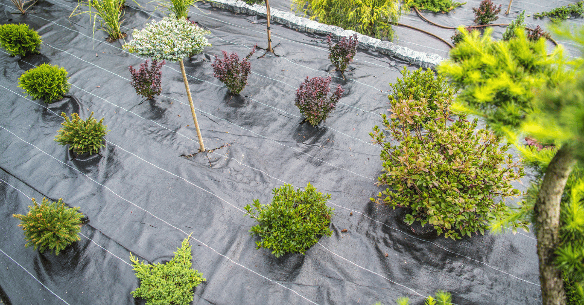 Cannabis Cultivation farmgate licensing benefit