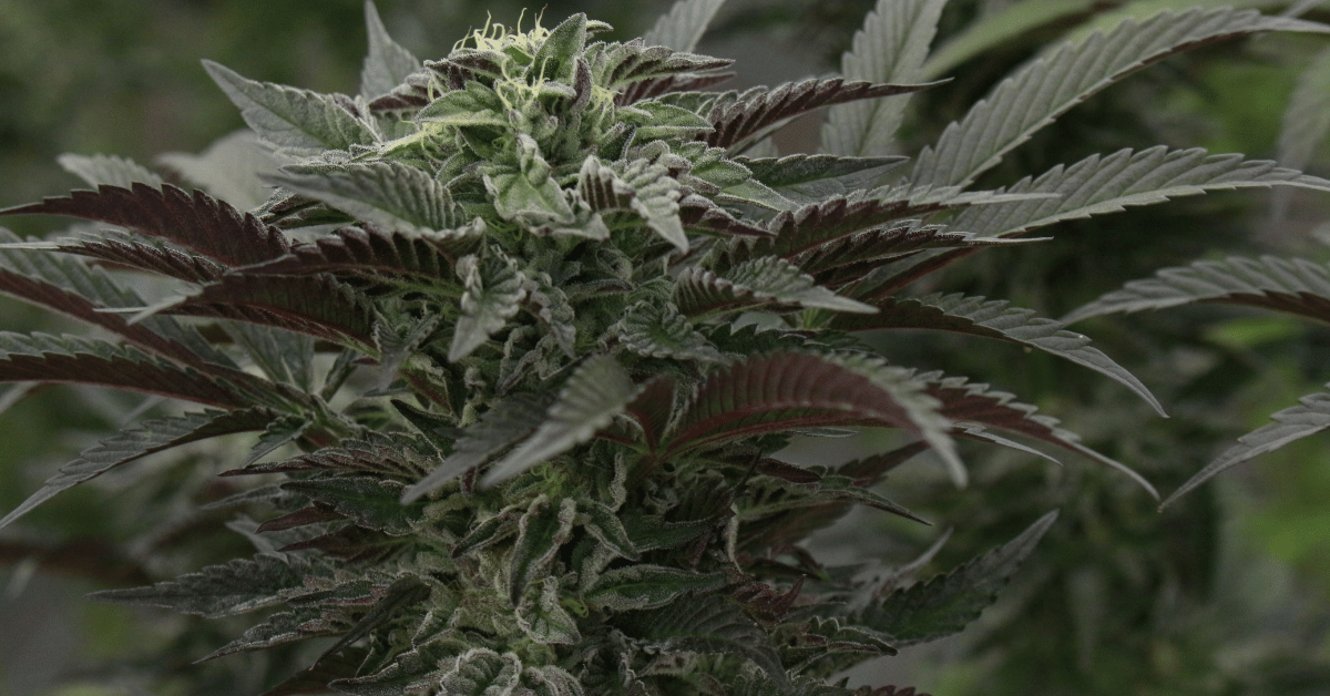 Open a Retail Cannabis Dispensary