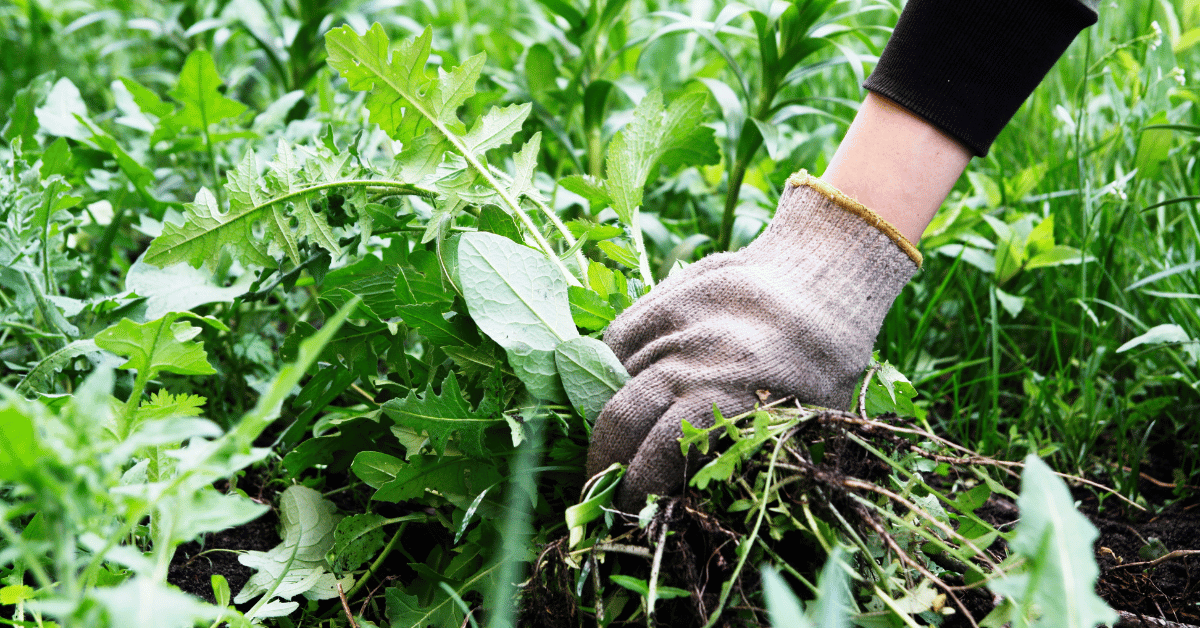 Will Trump federally legalize weed