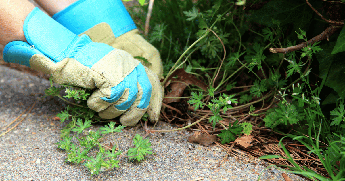 Natural health product license vs cannabis license