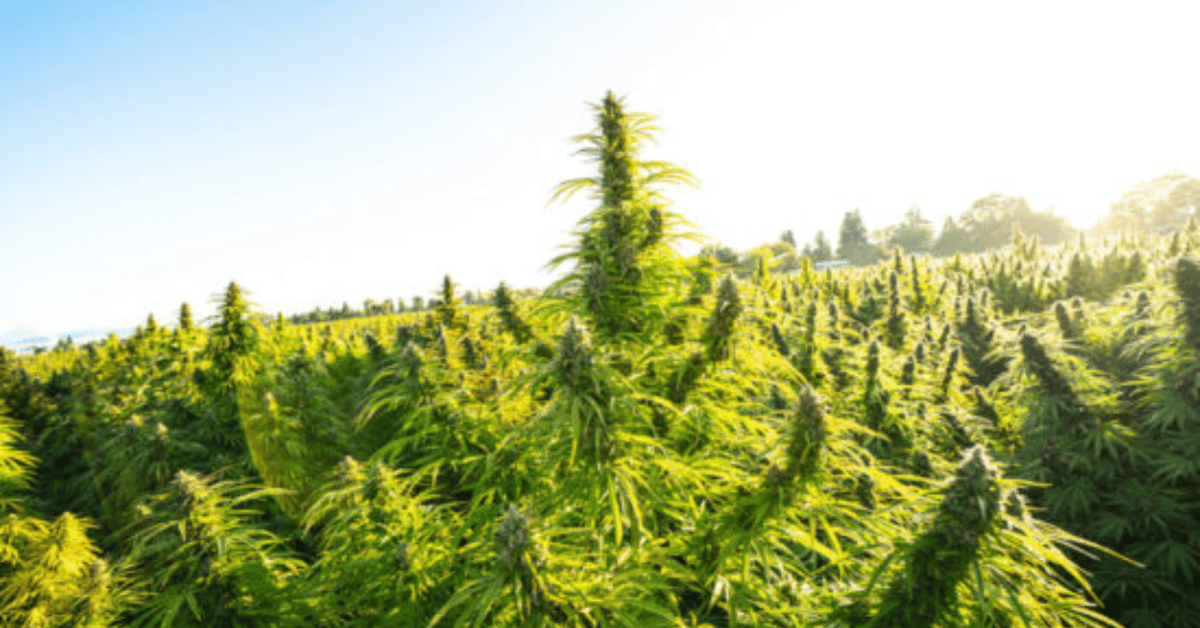 Weed and Antibiotics