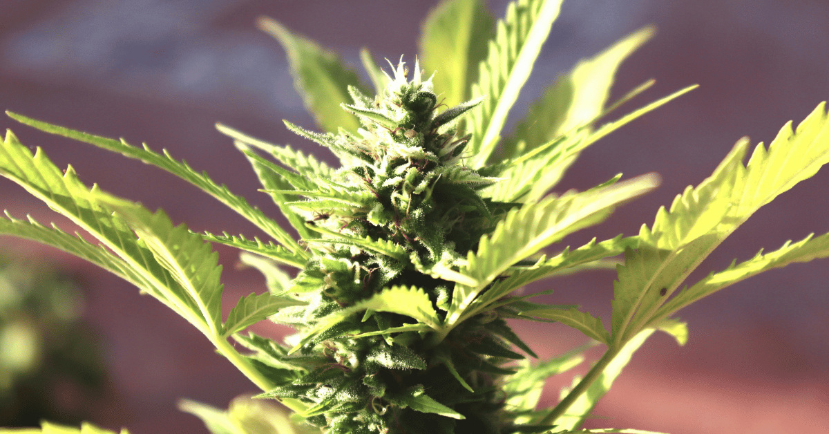 Post-Licensing Support